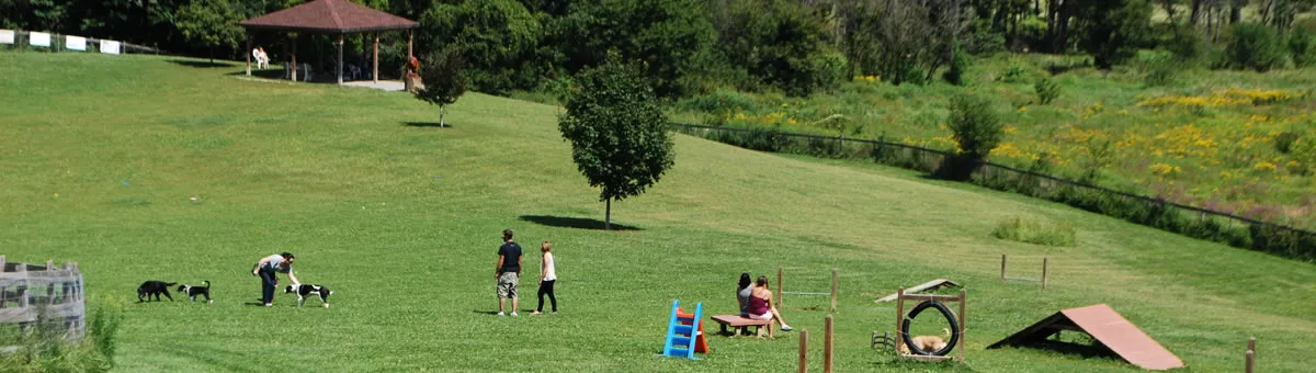 Visitors and dogs spread across a green hillside at the park