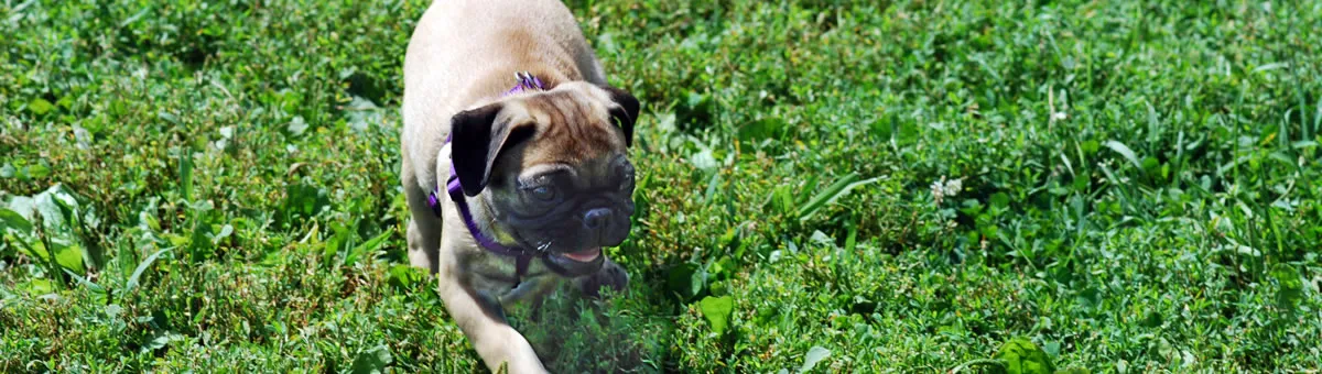 A pug nosing through the grass