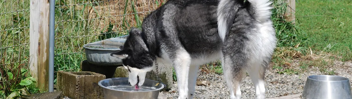A husky drinking from a water bowl at the well