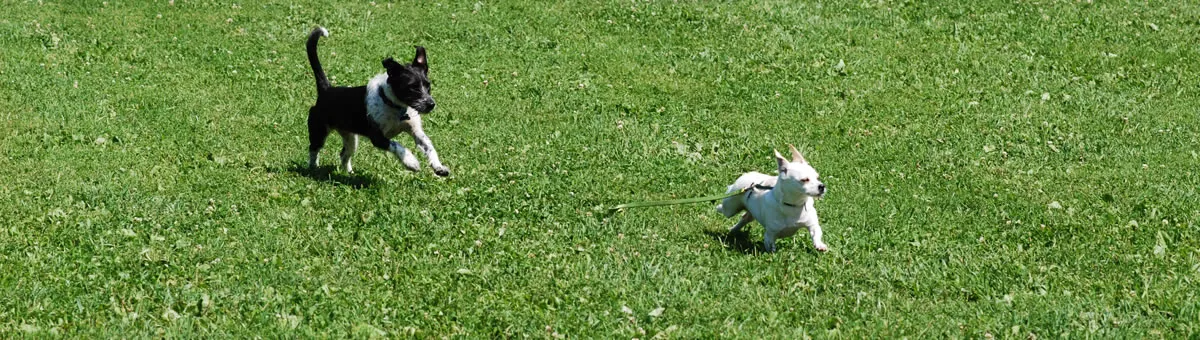 Two dogs chasing each other across the grass