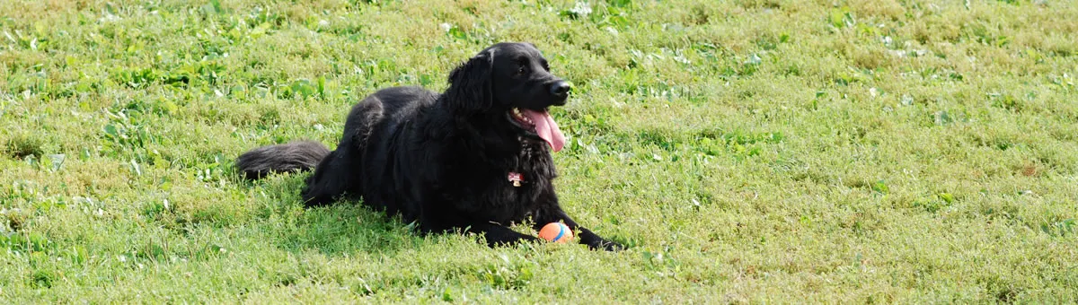 A black dog resting in the grass with a ball