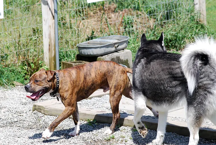 Primary Guest 29